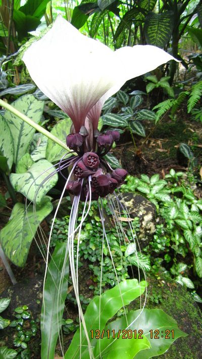 Tacca integrifolia, photographed by Ong Jyh Seng