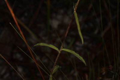 Eupatorium mohrii, photographed by Judy Gallagher