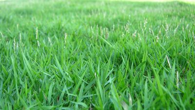 Zoysia matrella, photographed by Ong Jyh Seng