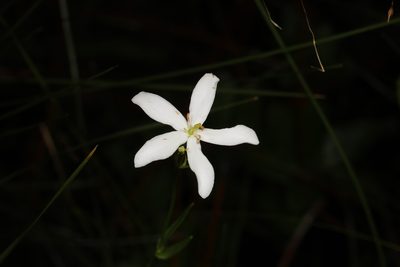 Sabatia difformis, photographed by Judy Gallagher
