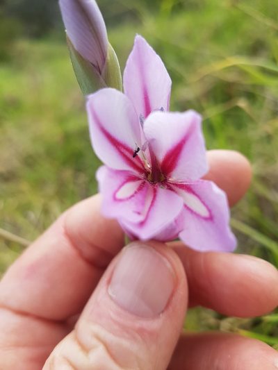 Gladiolus gueinzii, photographed by Vale Jenny Conolly