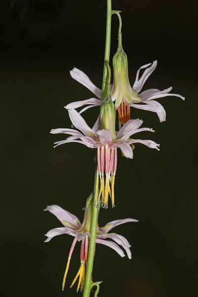 Nabalus autumnalis, photographed by Judy Gallagher