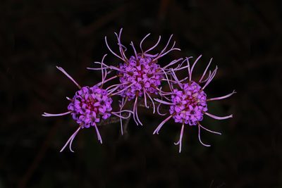 Carphephorus tomentosus, photographed by Judy Gallagher