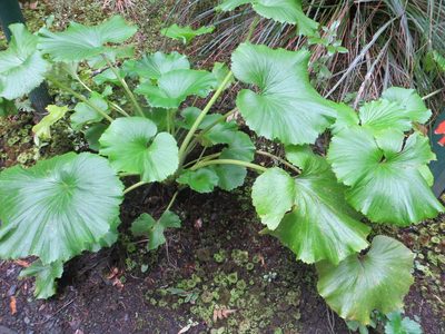 Azorella lyallii, photographed by Kathy Warburton