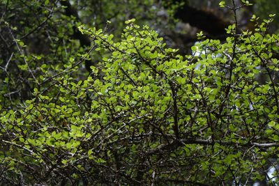 Coprosma wallii, photographed by John Barkla