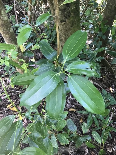 Cinnamomum verum, photographed by Jake Gross