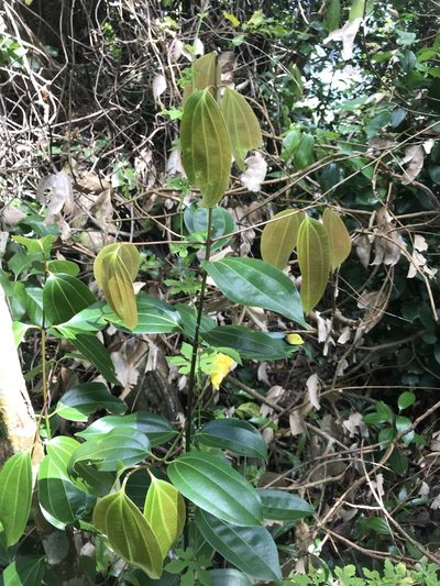 Cinnamomum verum, photographed by Jake Gross