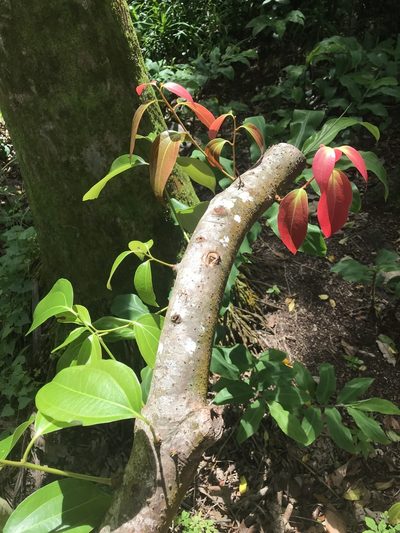 Cinnamomum verum, photographed by Jake Gross