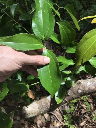 Cinnamomum verum, photographed by Jake Gross