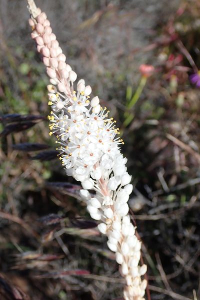 Bulbinella elegans, photographed by Peter Warren