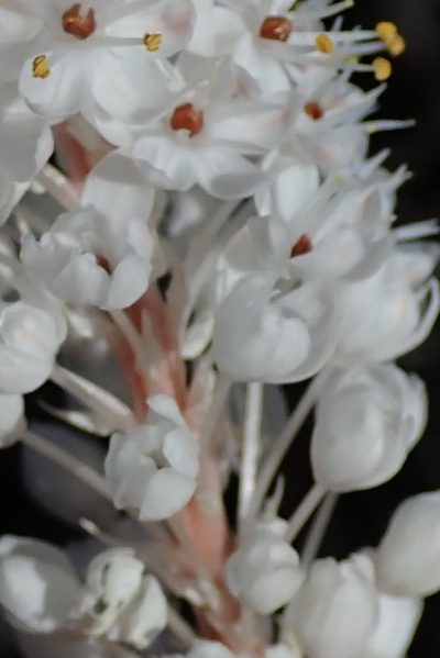 Bulbinella elegans, photographed by Peter Warren