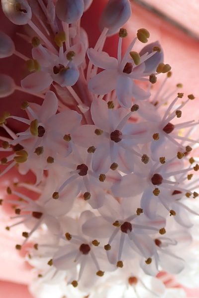 Bulbinella elegans, photographed by Peter Warren