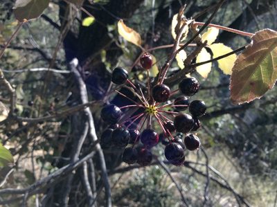 Aralia humilis, photographed by weaver