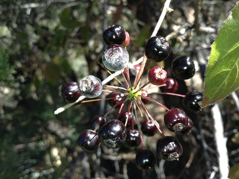 Aralia humilis, photographed by weaver