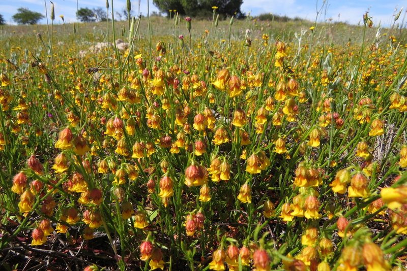 Hermannia linifolia, photographed by Paul Emms
