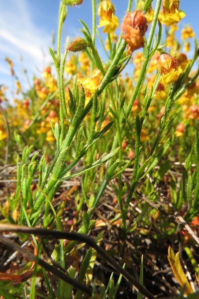 Hermannia linifolia, photographed by Paul Emms