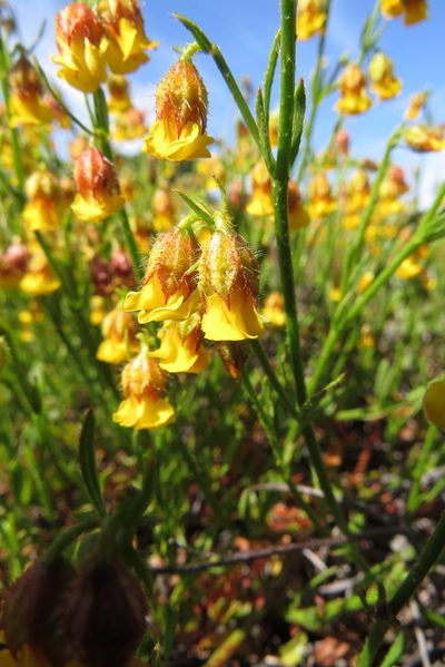Hermannia linifolia, photographed by Paul Emms