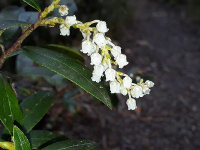 Gaultheria paniculata, photographed by Leon Perrie