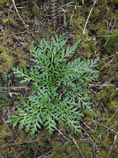 Sceptridium australe, photographed by Leon Perrie