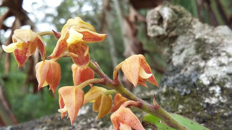 Polystachya sandersonii, photographed by grabbarg