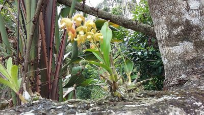 Polystachya sandersonii, photographed by grabbarg