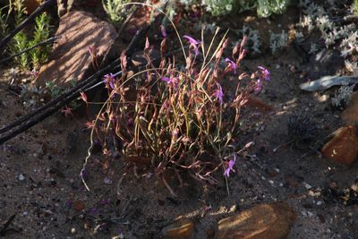 Pelargonium coronopifolium, photographed by Tony Rebelo