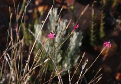 Dianthus bolusii, photographed by Tony Rebelo
