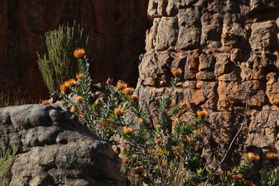 Leucospermum vestitum, photographed by Tony Rebelo