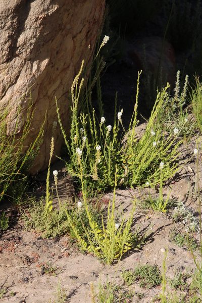 Hebenstretia lanceolata, photographed by Tony Rebelo