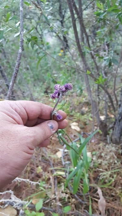 Senecio conzattii, photographed by Eugenio Padilla