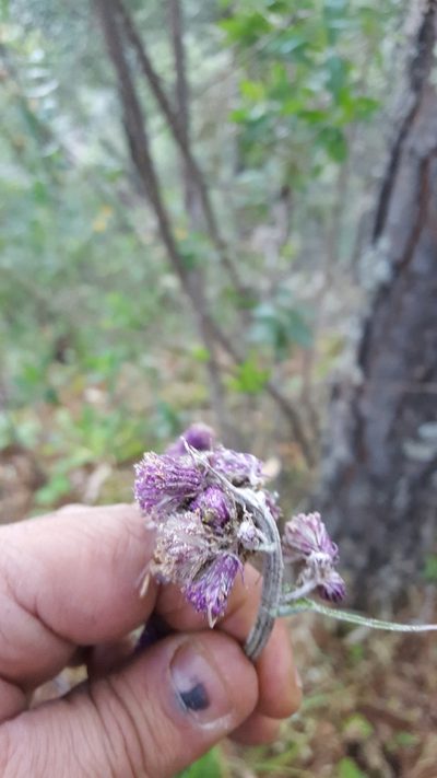 Senecio conzattii, photographed by Eugenio Padilla