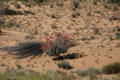 Leucospermum reflexum, photographed by Tony Rebelo