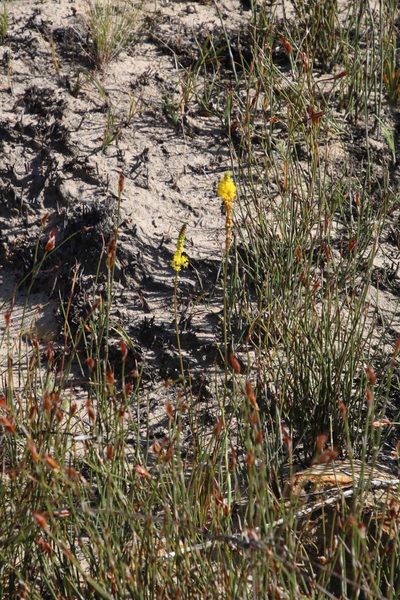 Bulbinella triquetra, photographed by Tony Rebelo