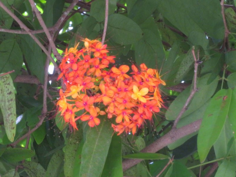 Saraca indica, photographed by Marco Mussita