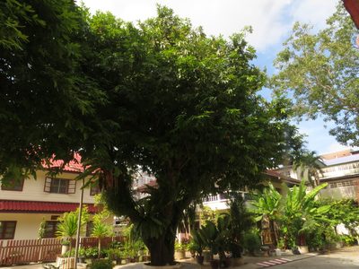 Saraca indica, photographed by Marco Mussita