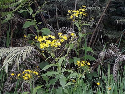 Senecio rufiglandulosus, photographed by Leon Perrie