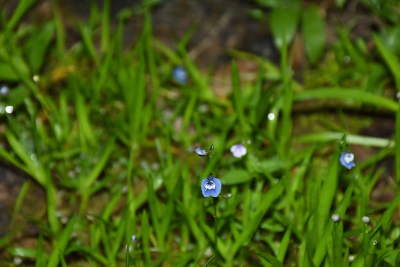 Utricularia lazulina, photographed by deepachandran