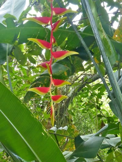 Heliconia platystachys, photographed by Thibaud Aronson