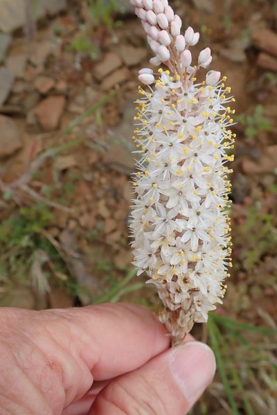Bulbinella cauda-felis, photographed by Peter Warren