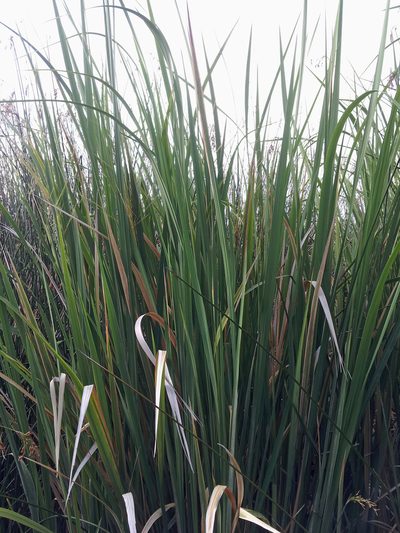 Zizania latifolia, photographed by Peter de Lange