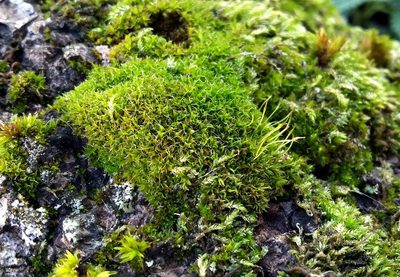 Syntrichia laevipila, photographed by George Greiff