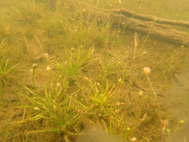 Subularia aquatica, photographed by Allan Harris