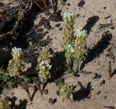 Hebenstretia lanceolata, photographed by Tony Rebelo