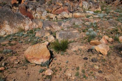 Ficinia cedarbergensis, photographed by Tony Rebelo