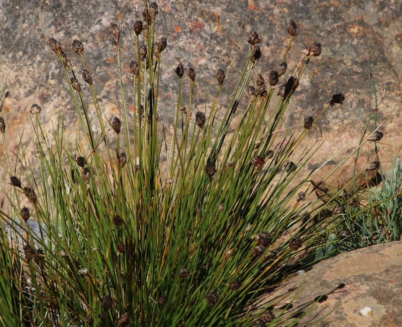 Ficinia cedarbergensis, photographed by Tony Rebelo