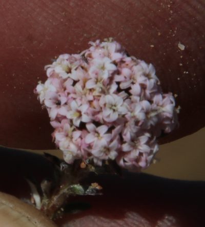 Stoebe hispida, photographed by Tony Rebelo