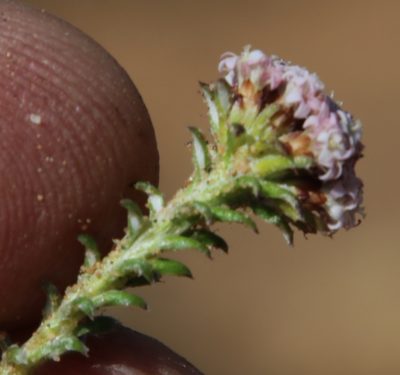 Stoebe hispida, photographed by Tony Rebelo