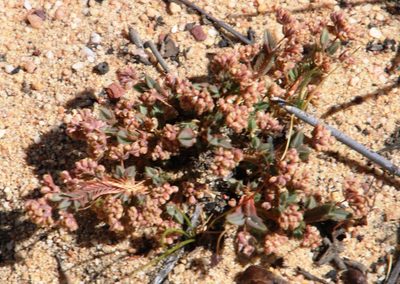 Psammotropha quadrangularis, photographed by Tony Rebelo