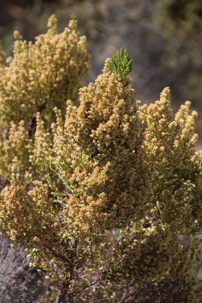 Erica leucanthera, photographed by Tony Rebelo