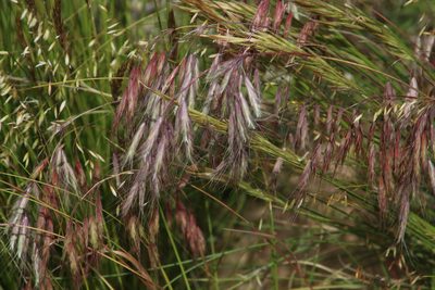 Bromus pectinatus, photographed by Tony Rebelo
